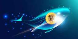 whale asset